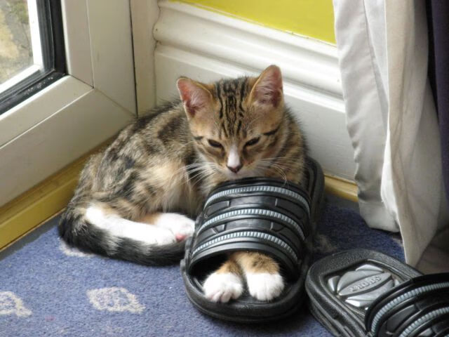 福克斯狂砍38分，上海男篮力克勇士取关键胜利