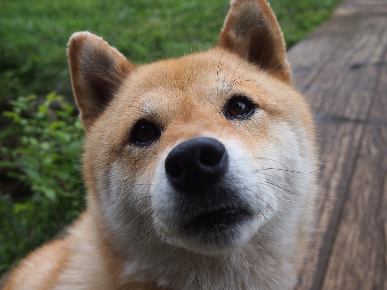 福克斯40分难救主！快船三巨头合砍82分，团队篮球全面压制国王