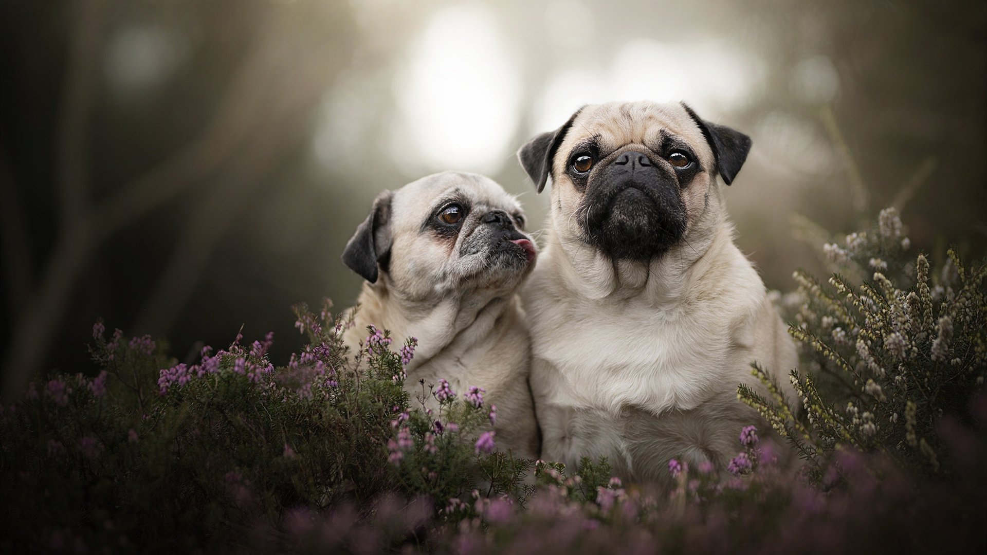 长剑出鞘，碎月成霜，萨卡压制级发挥撕碎德甲争冠悬念
