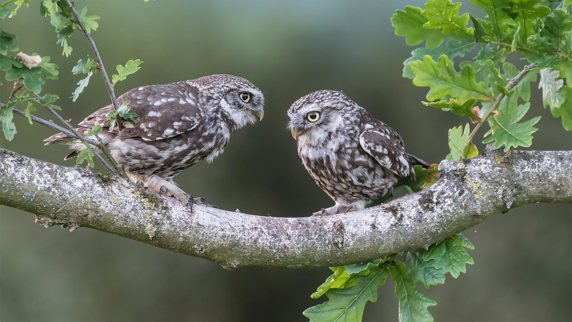 绝境中的橙光，黄喜灿从罪人到英雄的加时救赎
