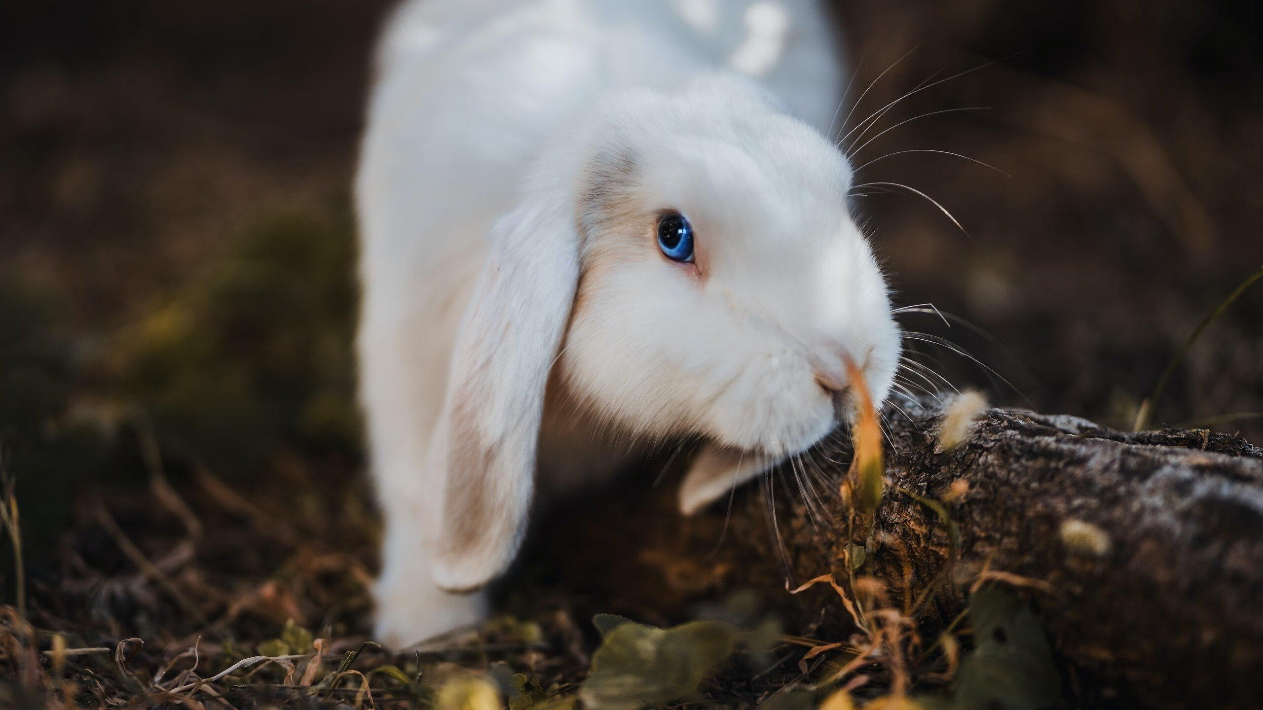 一夫当关！门迪天神下凡，切尔西门神用压制级发挥冰封尼日利亚锋线