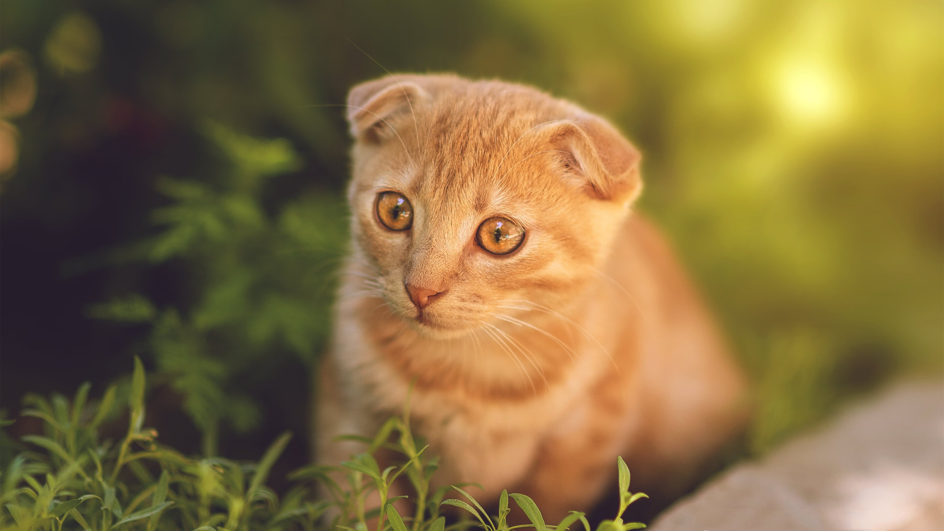 体育狂热周末,F1年度争冠焦点战白热化,瑞典足球冲垮比利时防线