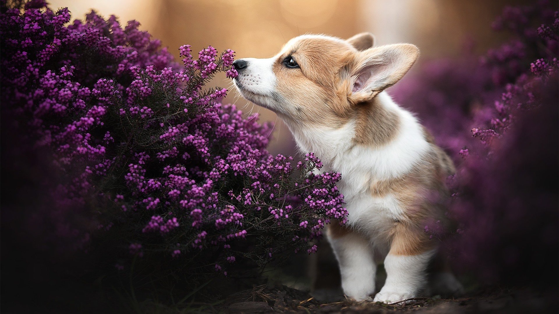 钢铁防线铸就胜利,活塞在欧冠淘汰赛焦点战中锁死雷霆