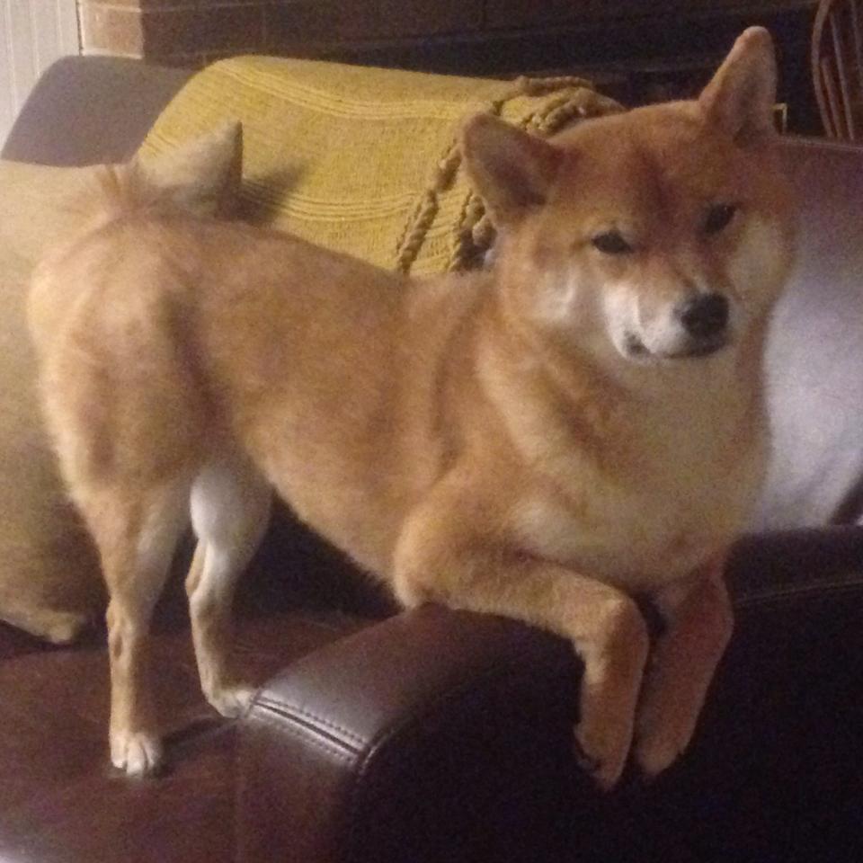 牙买加闪电降临欧冠,弗拉霍维奇半决赛接管比赛,佛罗伦萨梦碎之夜