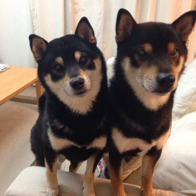 疾驰与狂飙，绿茵场与巴林赛道的速度与荣耀变奏曲