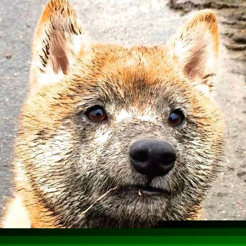 加克波闪电两连击,当橙色利刃切开三狮军团防线,战术革命已在阵痛中诞生