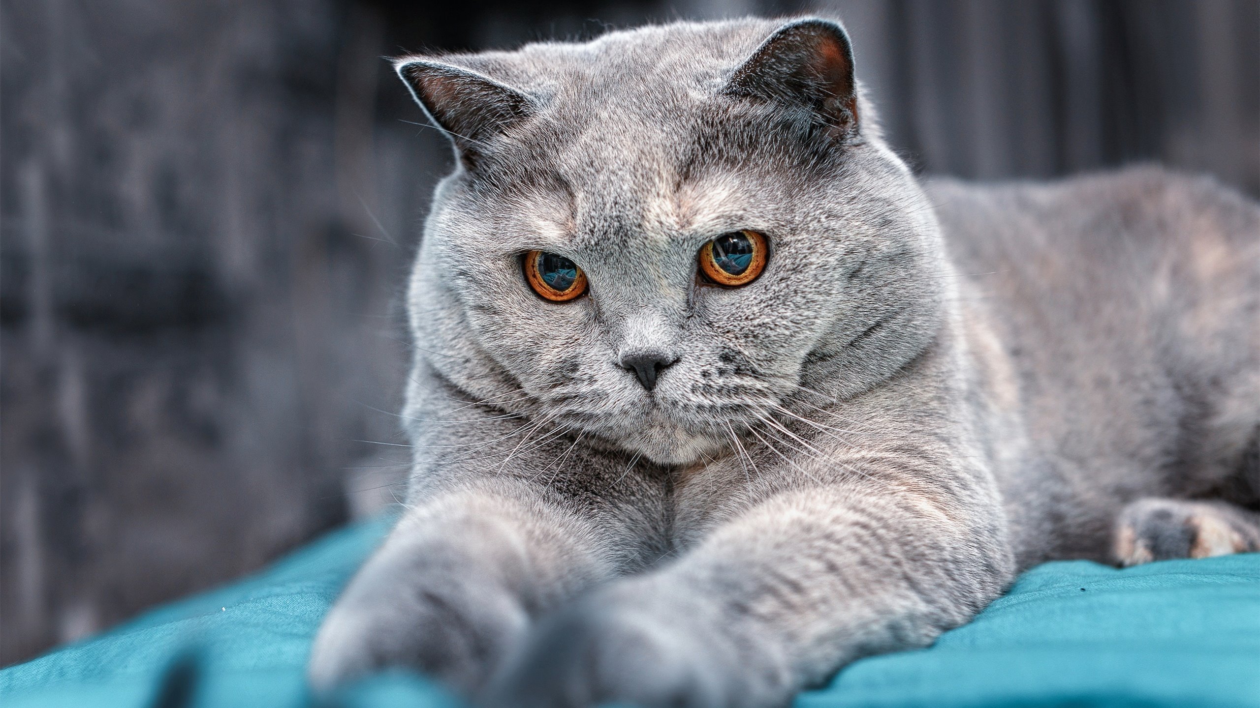 冰与火之歌，奥亚尔萨瓦尔的惊艳与巴拉圭防线的铁壁哲学