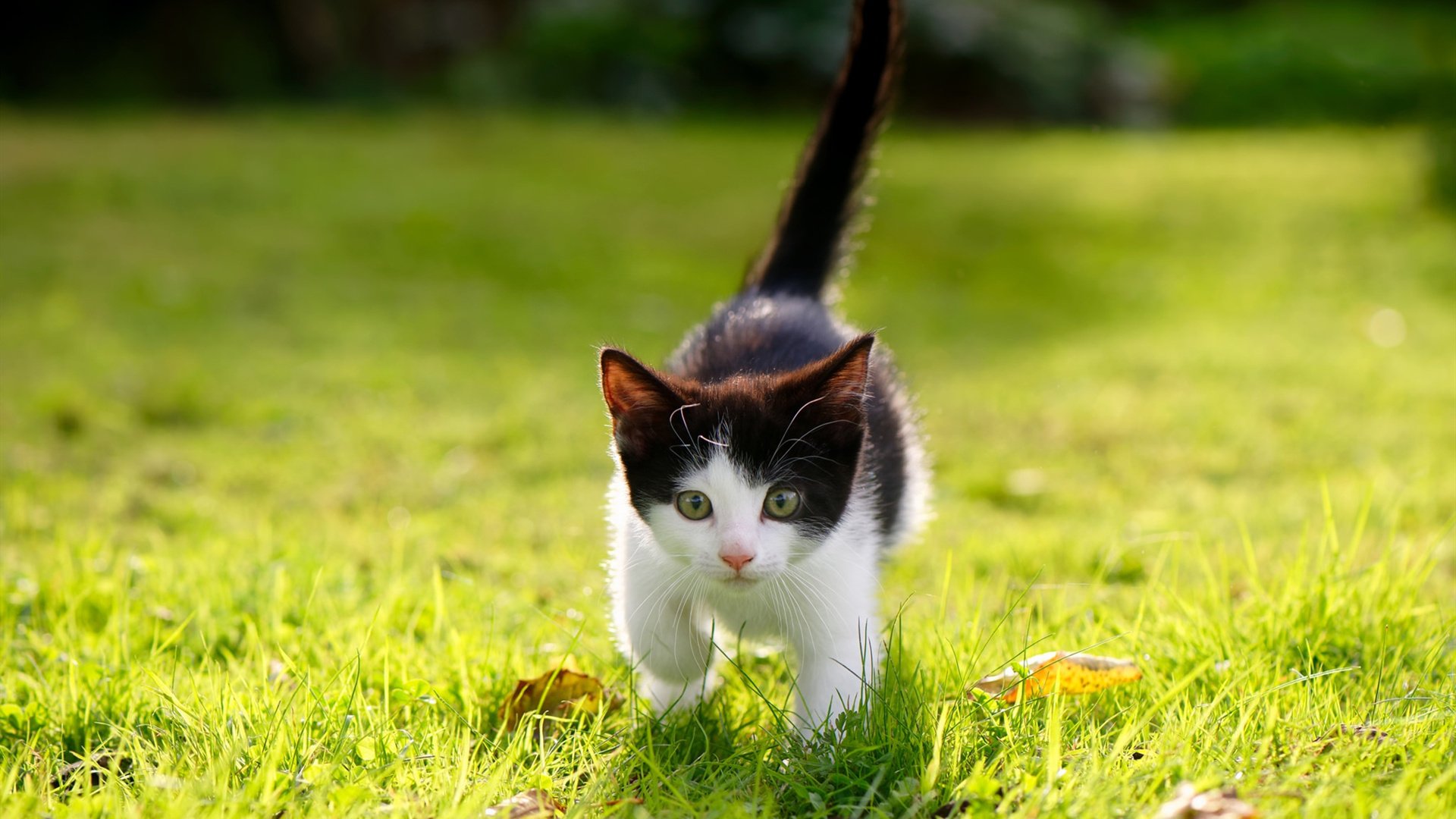 独行侠连续得分狂潮压制北京队,拉梅洛关键先生力挽狂澜