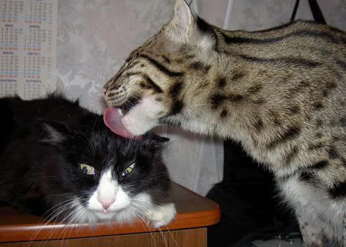 莱奥,黑暗中的灯塔,照亮安哥拉篮球的荣耀之路