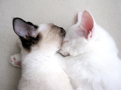 当安哥拉的火力压制美国，地缘博弈与欧冠决赛的接管艺术