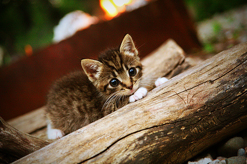 黄蜂强势击败广东队,德罗赞关键先生定乾坤