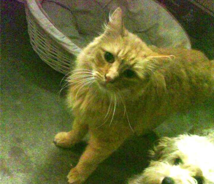 浓眉惊天一掷定乾坤,马刺压哨绝杀山西书写生死时速