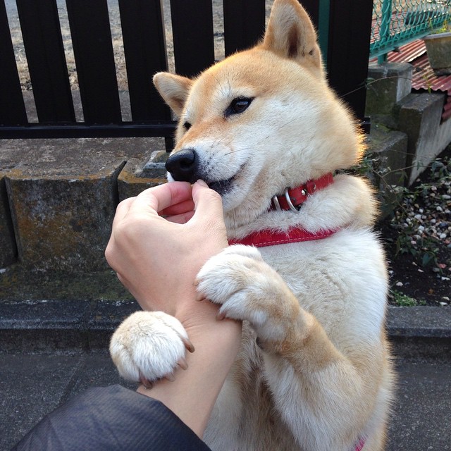 喀麦隆奇迹终结曼城王朝，哈兰德在东决关键战独揽乾坤