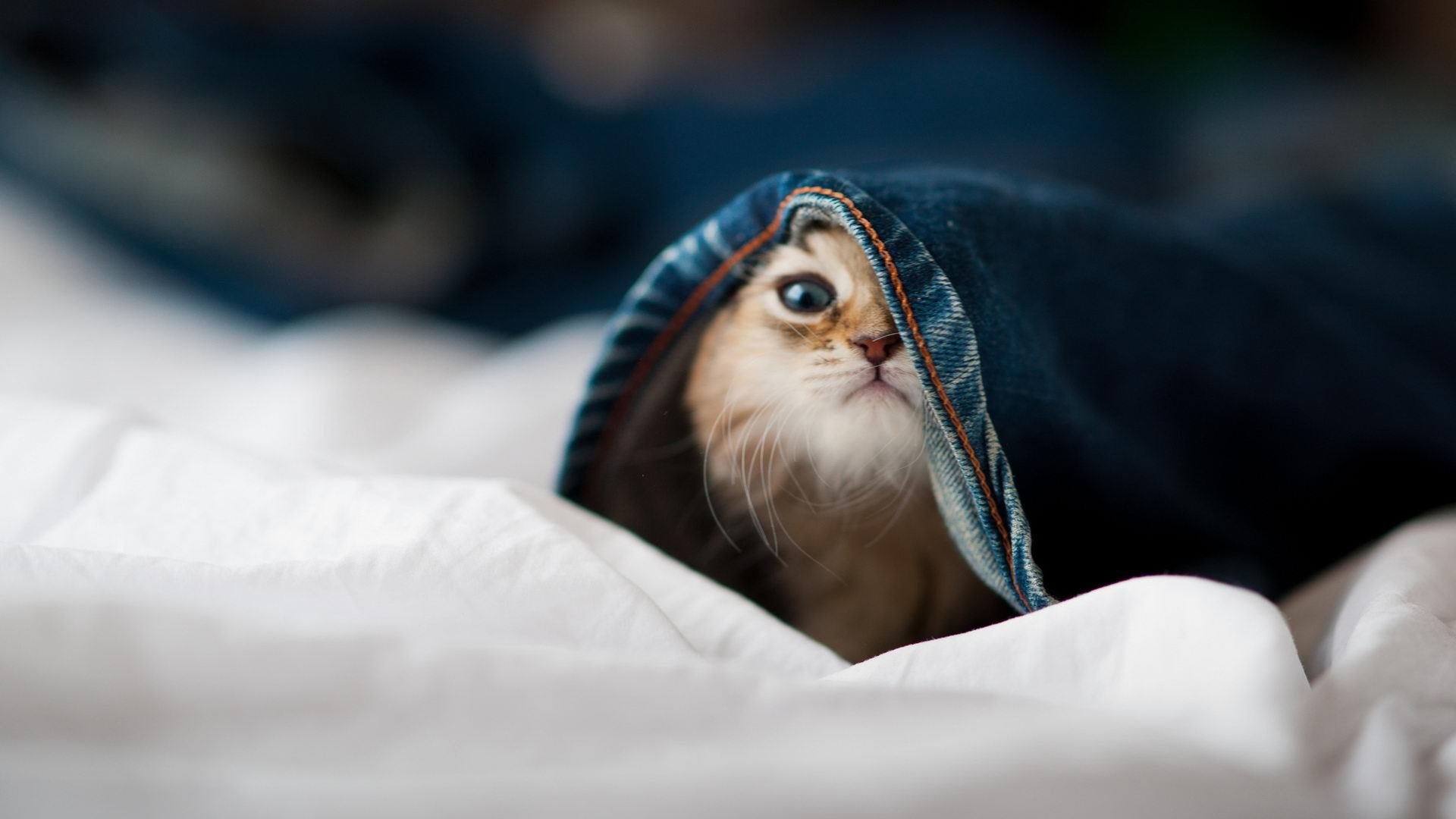 深渊凝视时，他向世界咆哮，努涅斯与那记刺破黑暗的绝杀