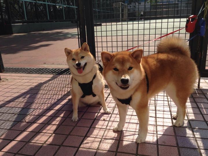 绿茵烽火燃尽,街头王者加冕,吉林队决胜局带走鹈鹕的体育寓言