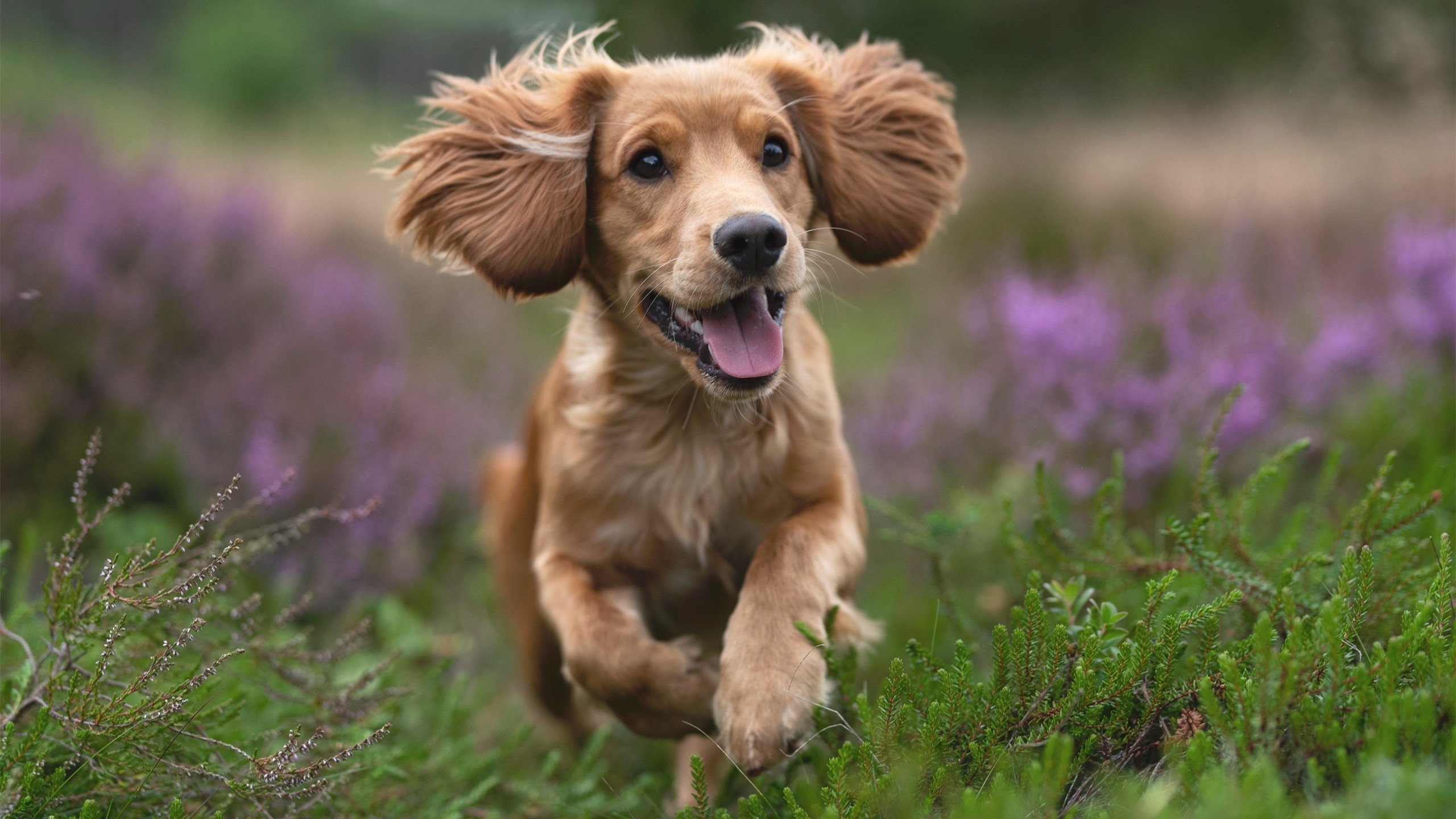 范戴克天神下凡！土耳其险胜马里，赛后评分拉满引全网热议