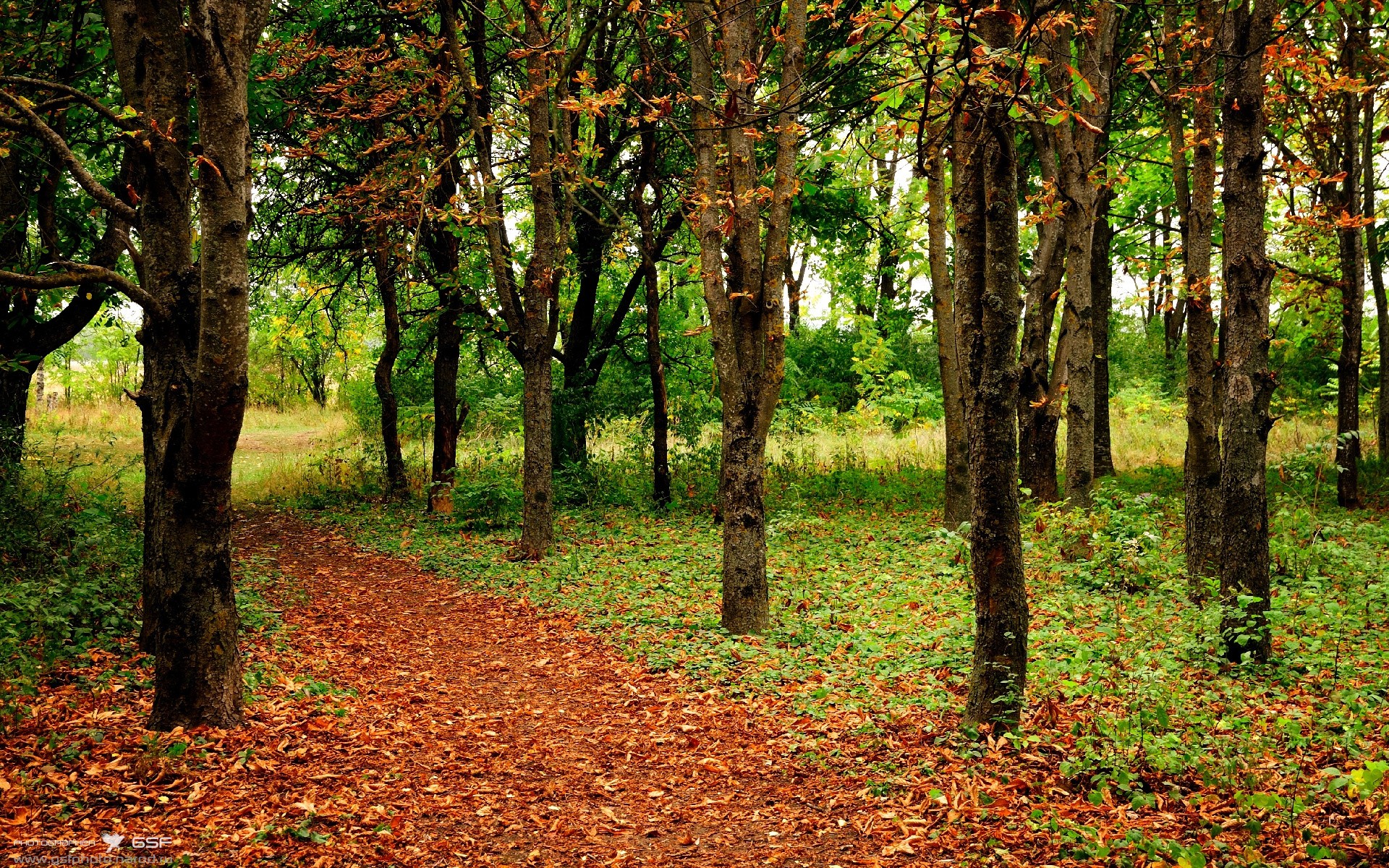 战火重燃，格子军正面击溃牙买加，阿什拉夫头号功臣