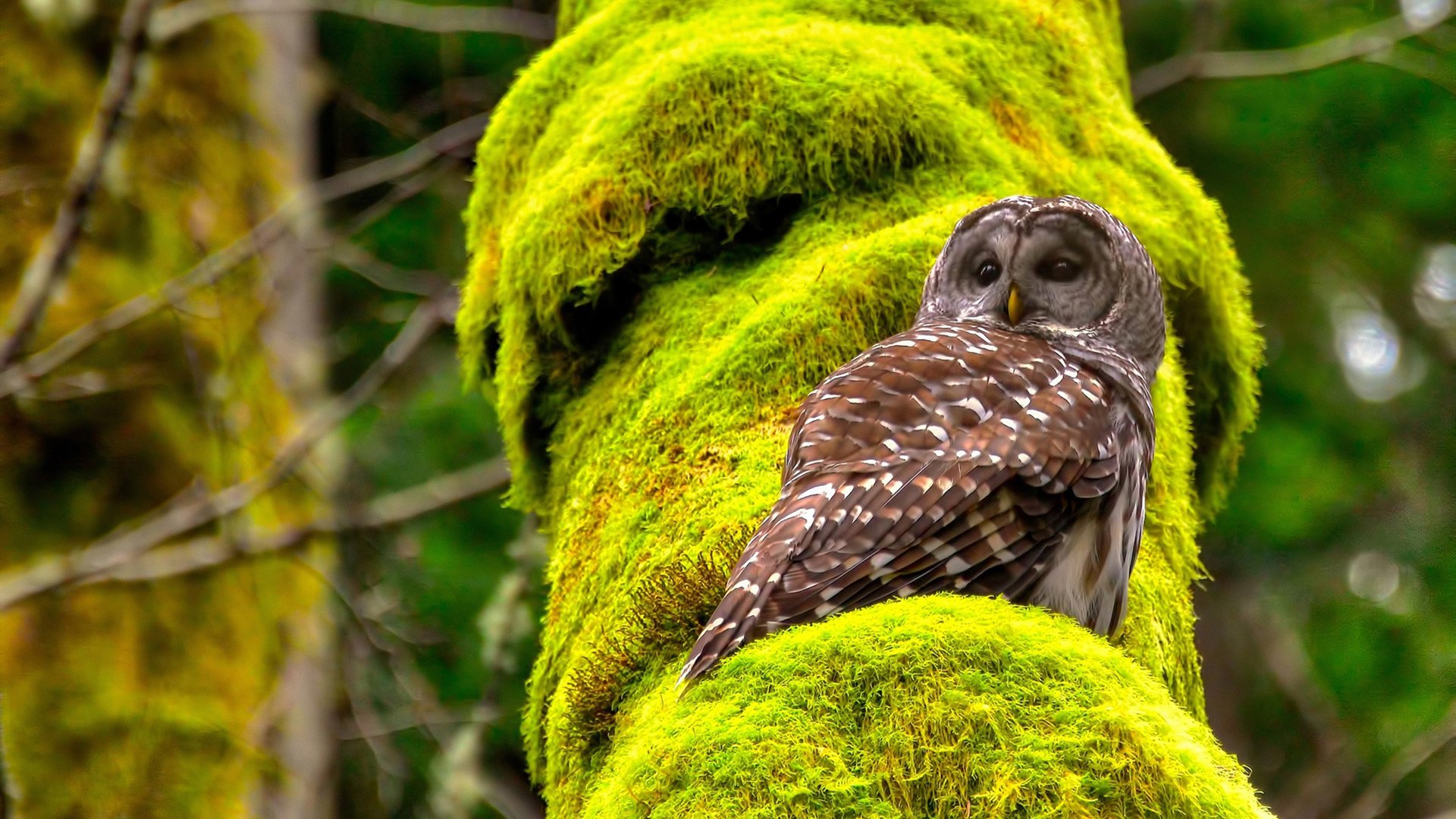 梅西关键节点连斩进球显神威，乌克兰险胜突尼斯展韧劲