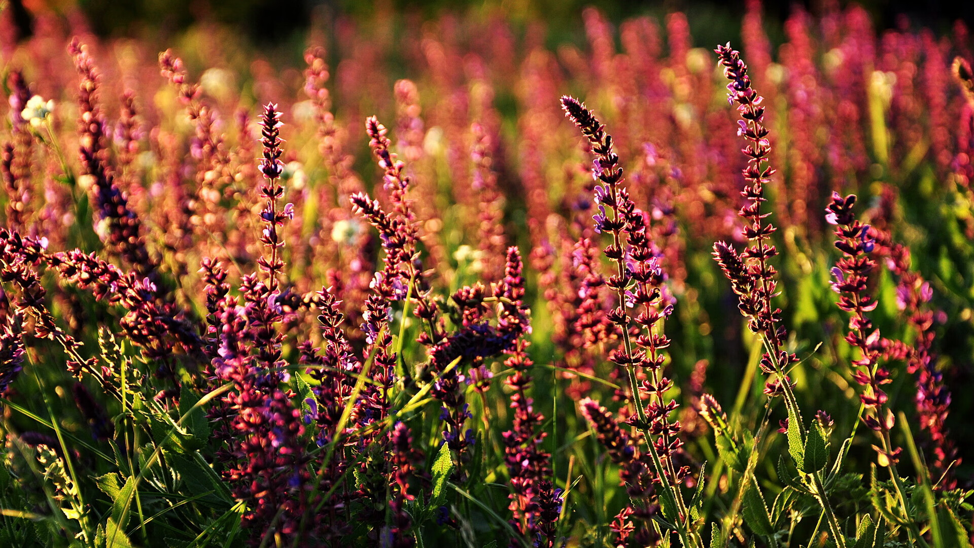 当欧冠硝烟遇上北欧极光，足球如何成为命运的潜台词？
